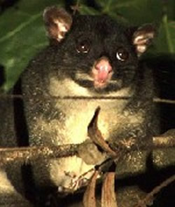 Possums and other wildlife often visit our Tamborine accommodation- contact us for more details