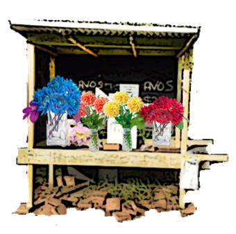Fresh flower stall on Mt Tamborine