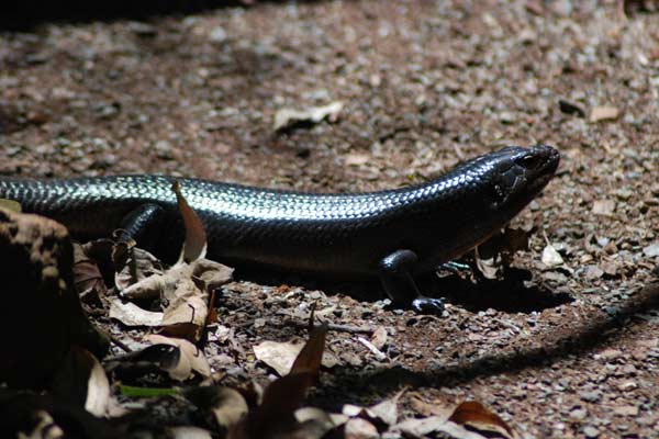 Photo of a land mullet a large black scaly lizard found around Tamborine Mt