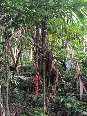 Walking stick palm Joalah National Park, Tamborine Mtn