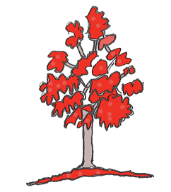 Flame tree illustration from Tamborine National Park