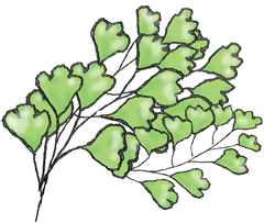 Illustration of maiden hair fern near Amore Bed and Breakfast accommodation on Mt Tamborine