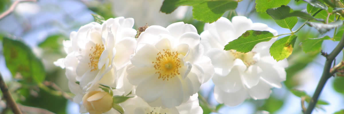 White roses in bloom in Amore's gardens