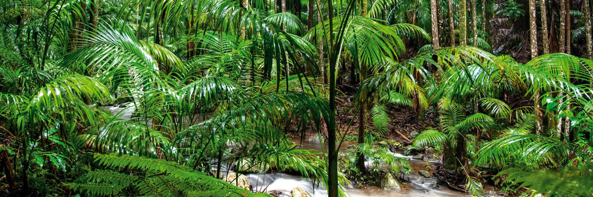 Below we give you a little glimpse at the 5 Best Tamborine Mountain Walks. The bush walking tracks take you through rainforests with large strangler figs, piccabeen palm groves and tall trees festooned with vines, ferns and orchids. The National Parks are also a bird watchers paradise.