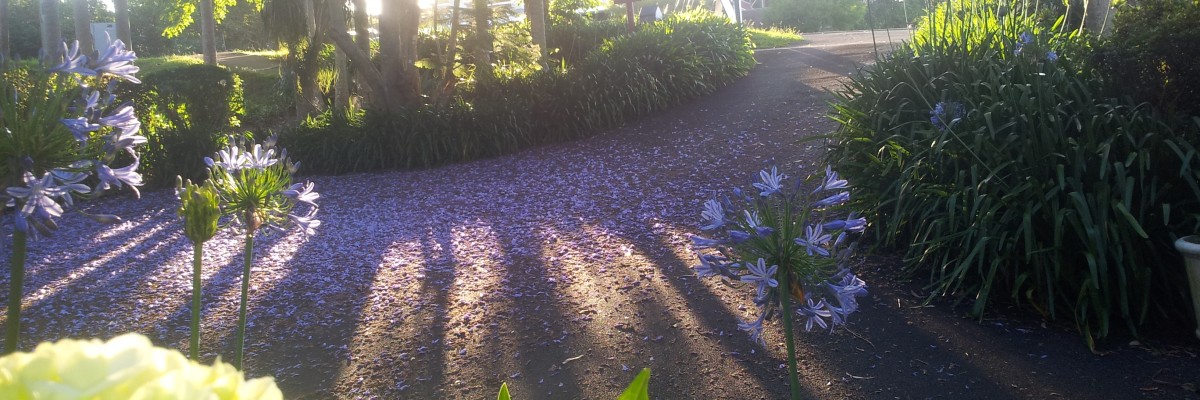 Jacaranda carpet on the Amore driveway