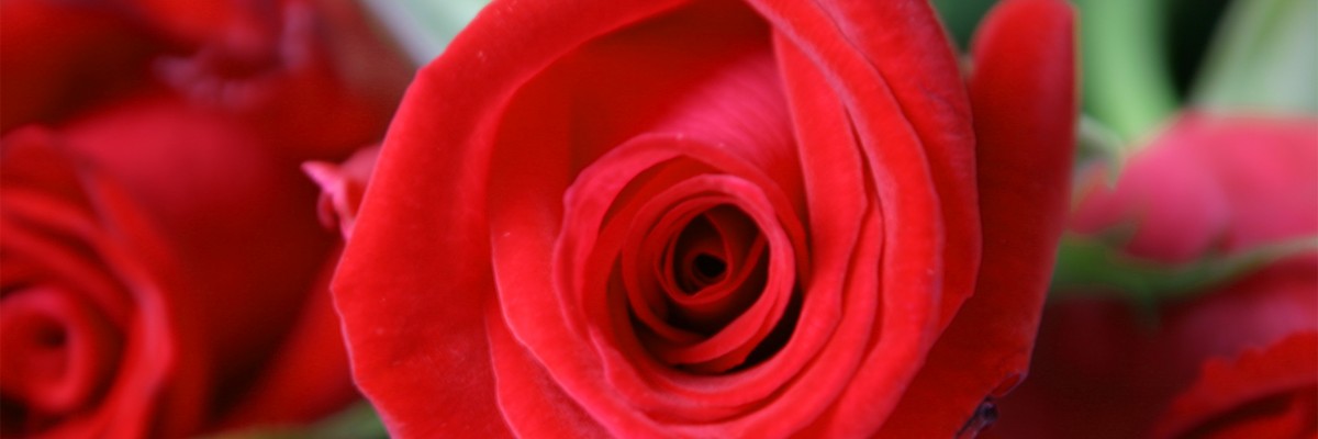 Celebrate at Amore B&B -  Great Accommodation, Champagne, Roses, Hand crafted chocolates.
