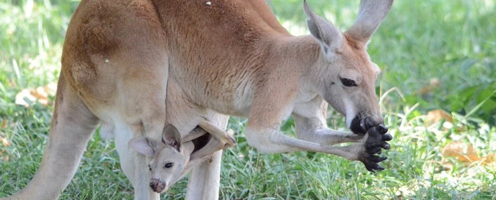 Mum and her inquisitive joey