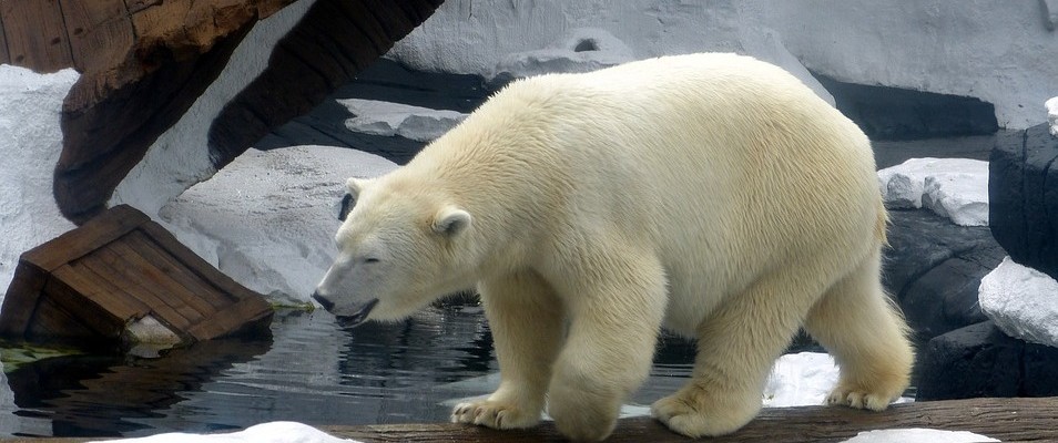 See the only Polar Bears in Australia