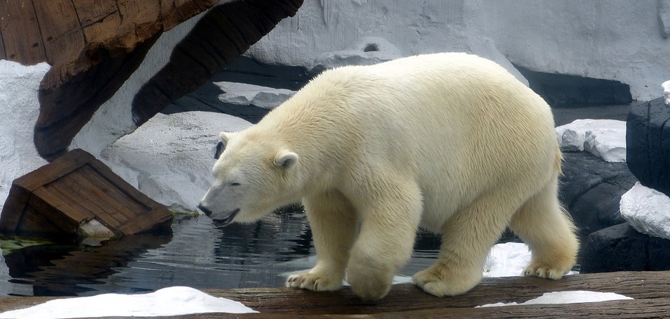 See the only Polar Bears in Australia | Accommodation Tamborine Mountain